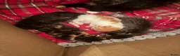 Mixed Breed cats for sale: 4 Kittens looking for a forever home  in Worcester - Advert 15