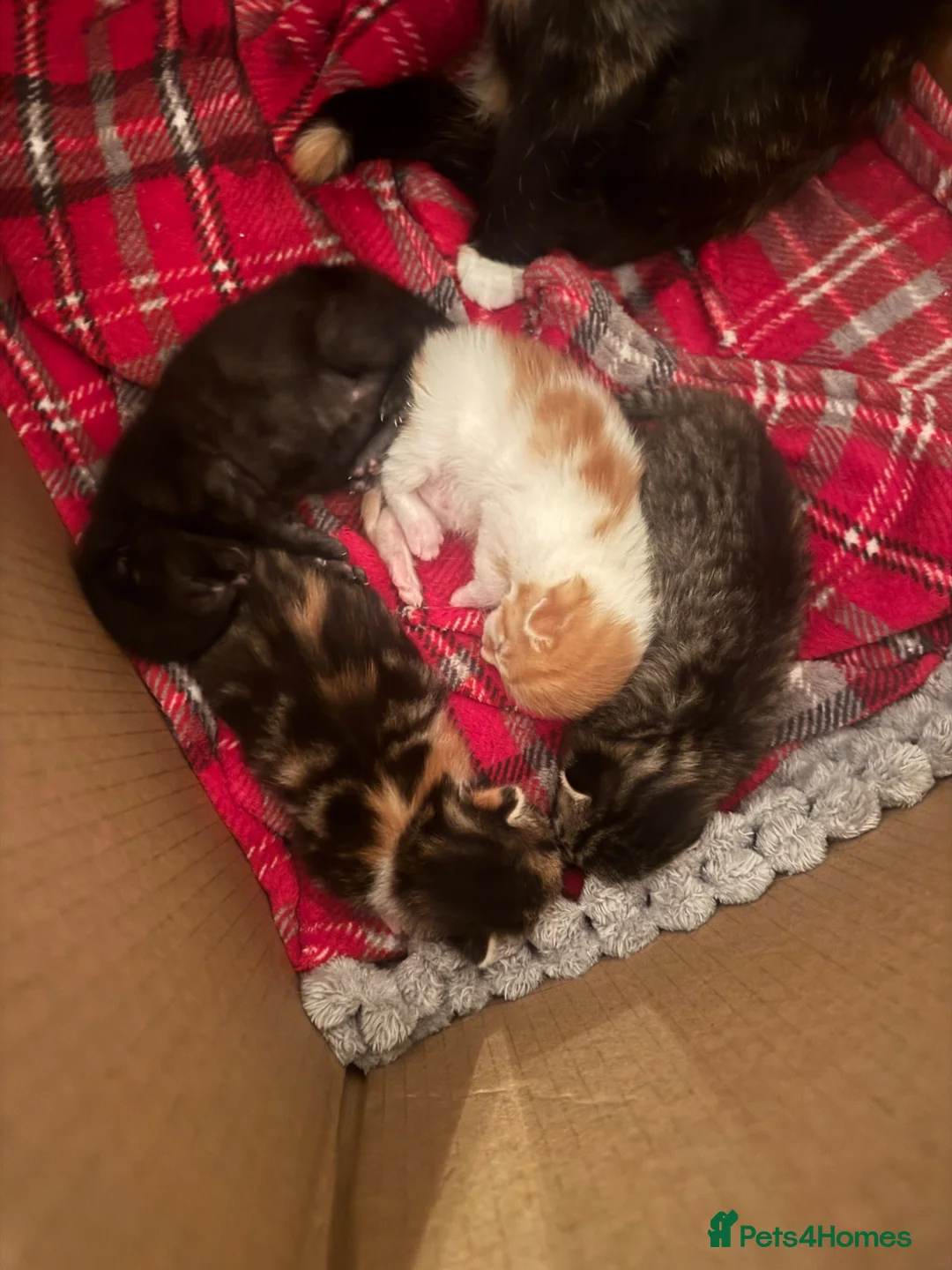 Mixed Breed cats for sale: 4 Kittens looking for a forever home  in Worcester - Advert 15