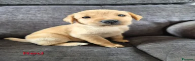 Labrador Retriever Puppy 6