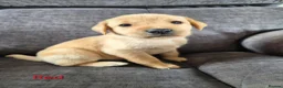 Labrador Retriever dogs for sale: KC Registered Labrador Puppies  in Dorchester - Advert 13