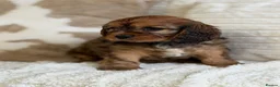 Cavapoochon dogs for sale: Beautiful Cavapoochon puppies  - Advert 9