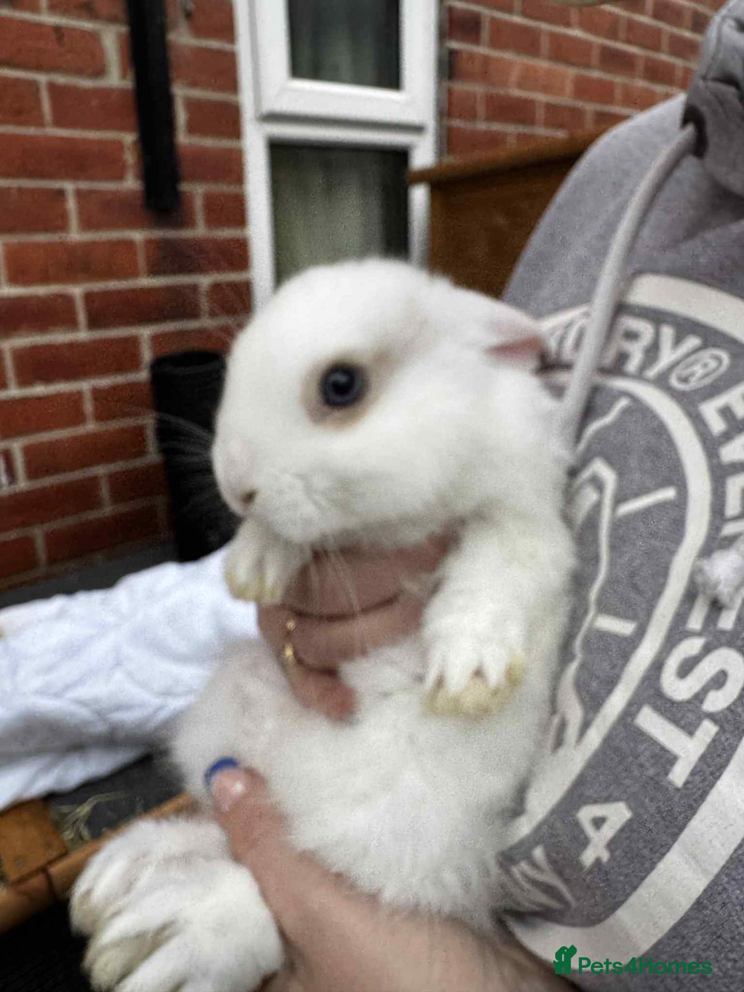 Mini Lop rabbits for sale: Mini pop baby rabbits - Advert 13