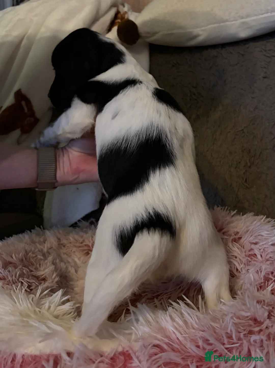 English Springer Spaniel dogs for sale: Springer Spaniel Puppies  in Redruth - Advert 5