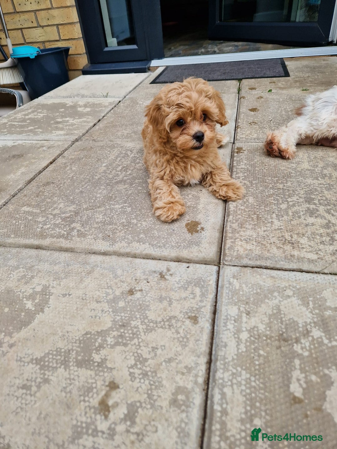 Maltipoo dogs for sale: Absolutely gorgeous maltipoo puppies  - Image 12