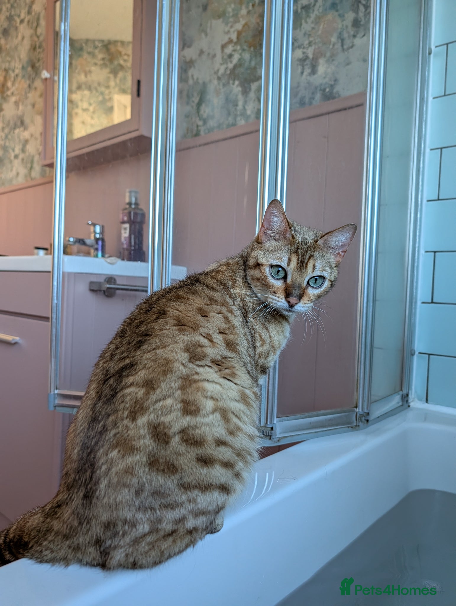 Bengal cats Gorgeous light Bengal female - Advert 2