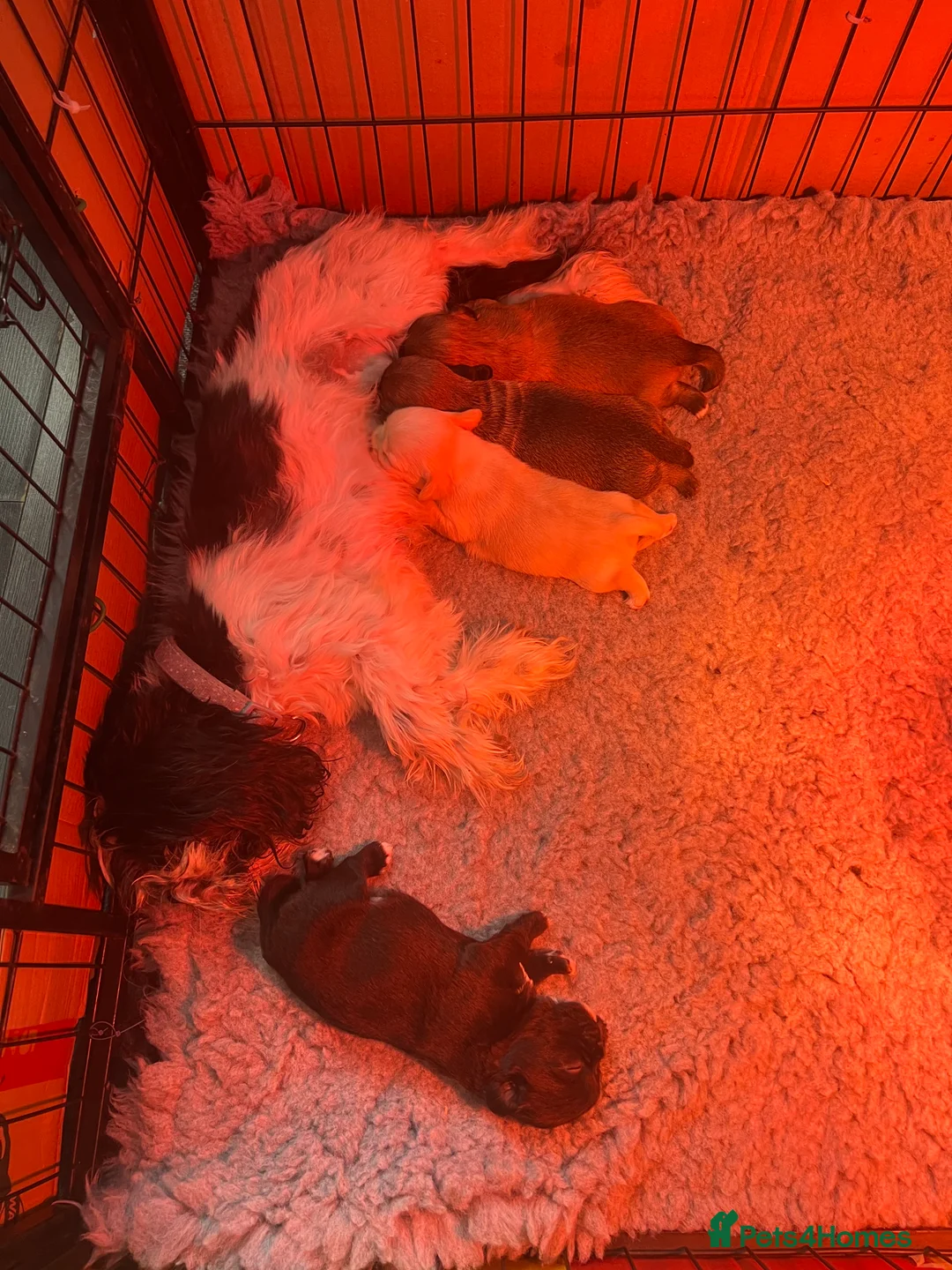 Mixed Breed dogs for sale: Shih Tzu cross frenchie puppies  - Advert 2