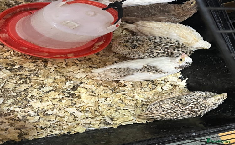 Quail poultry - Advert 2