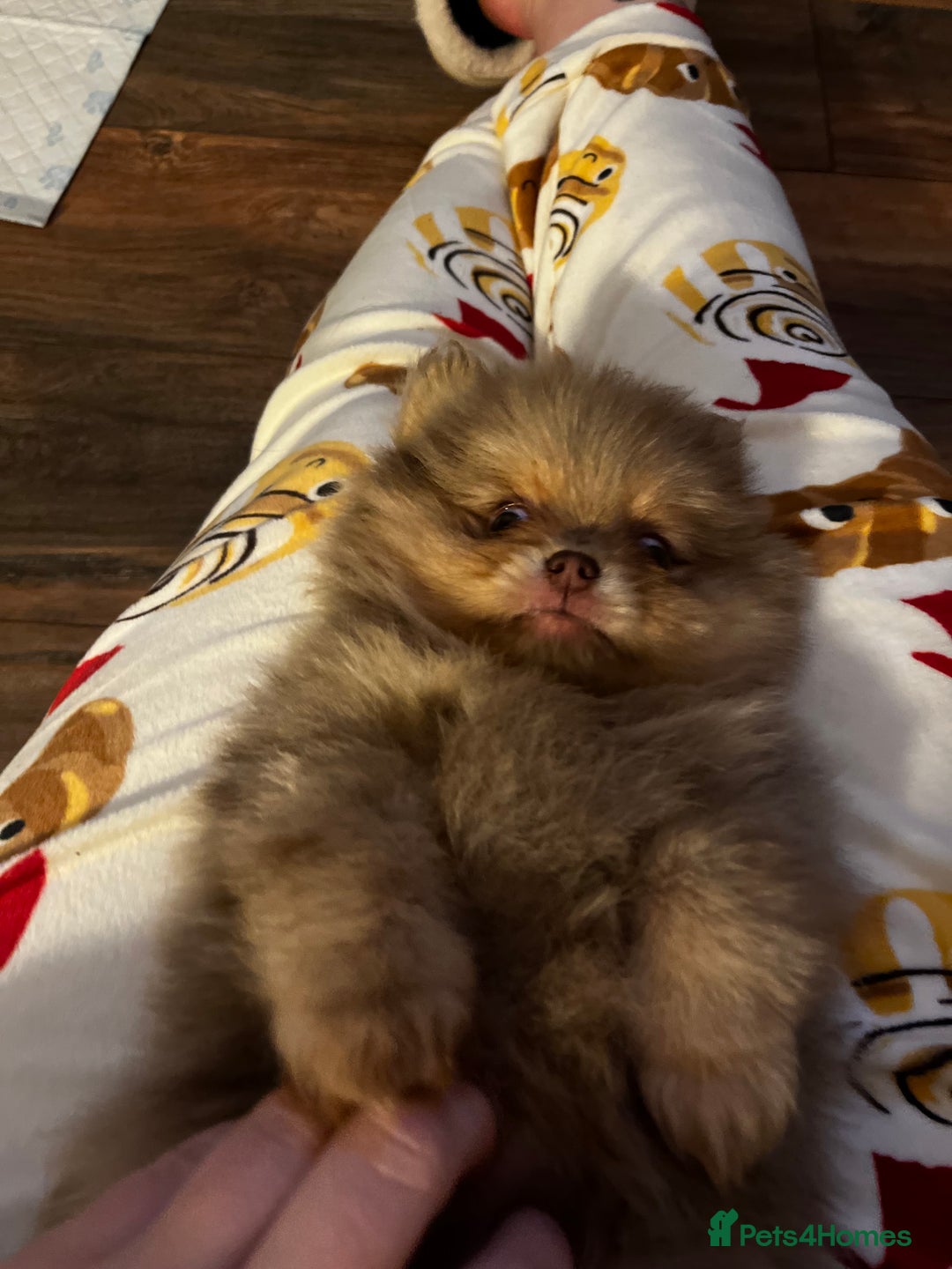 Pomeranian dogs for sale: READY NOW Super fluffy adorable Pomeranians  - Advert 9