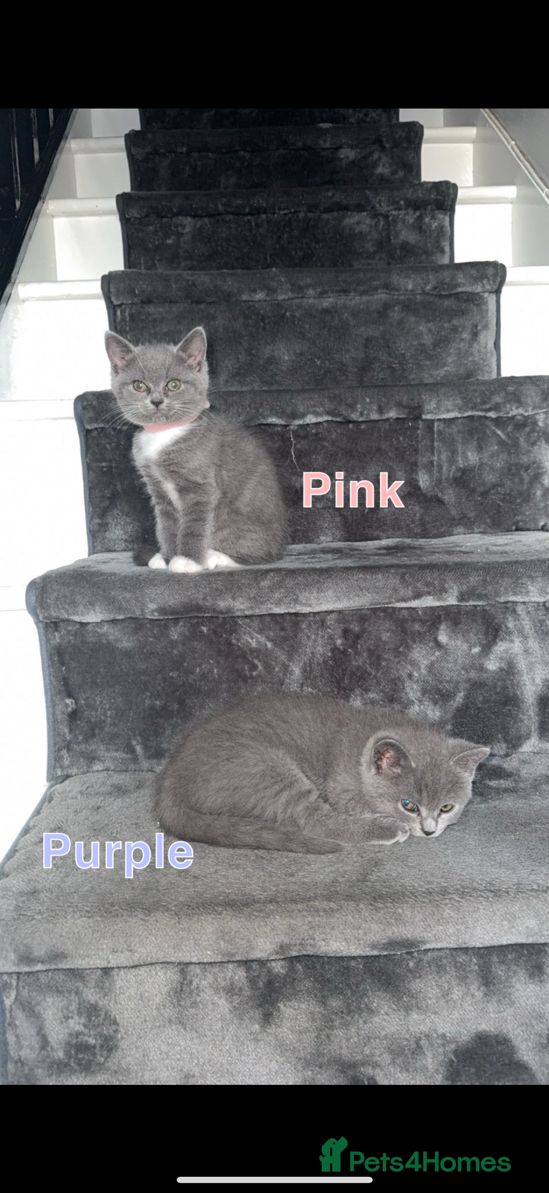 Mixed Breed cats for sale: 🐾 British Short Hair X Ragdoll Kittens 🐾 - Image 16