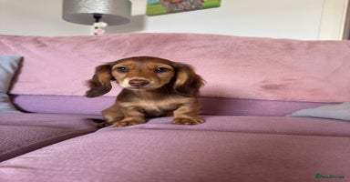 Dachshund dogs - Advert 12