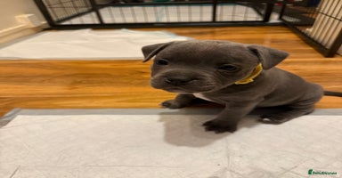 Staffordshire Bull Terrier dogs - Advert 3