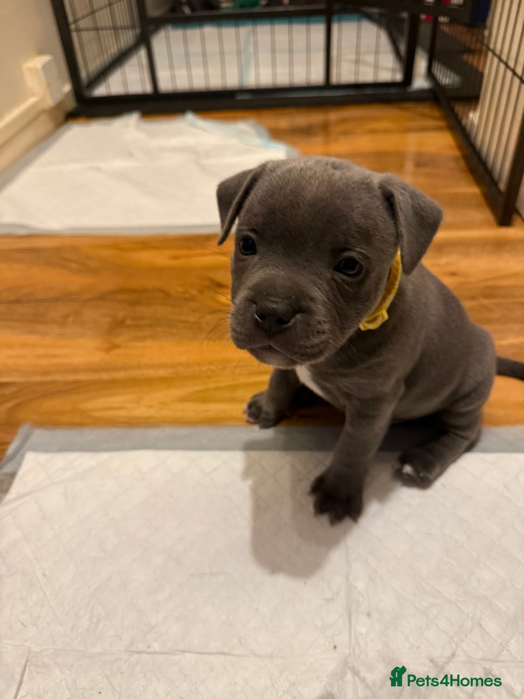 Staffordshire Bull Terrier dogs for sale: Lovely kc reg Staffordshire bull terrier puppies  - Image 3