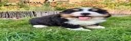 Bernese Mountain Dog dogs for sale: BEAUTIFUL BERNESE MOUNTAIN DOG PUPPIES-4 BOYS !!! - Advert 20