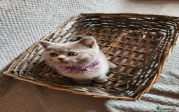 Scottish Fold cats for sale: Beautiful Female Scottish Straight Kitten - Image 3
