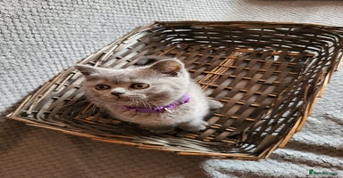 Scottish Fold cats - Advert 15