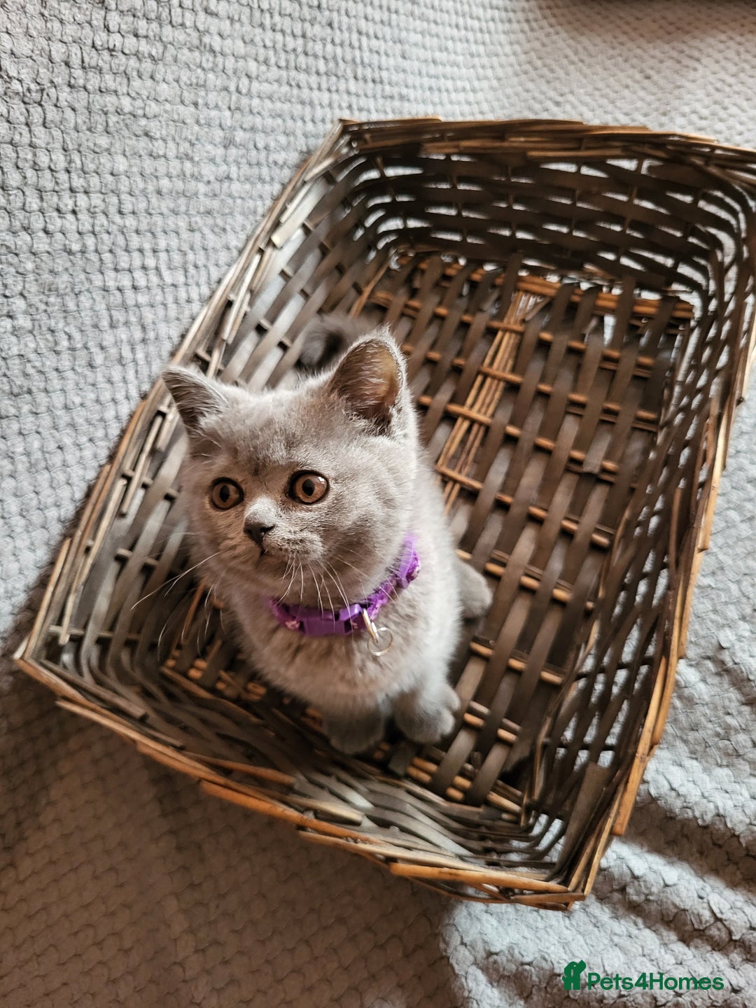 Scottish Fold cats for sale: Beautiful Female Scottish Straight Kitten - Image 3