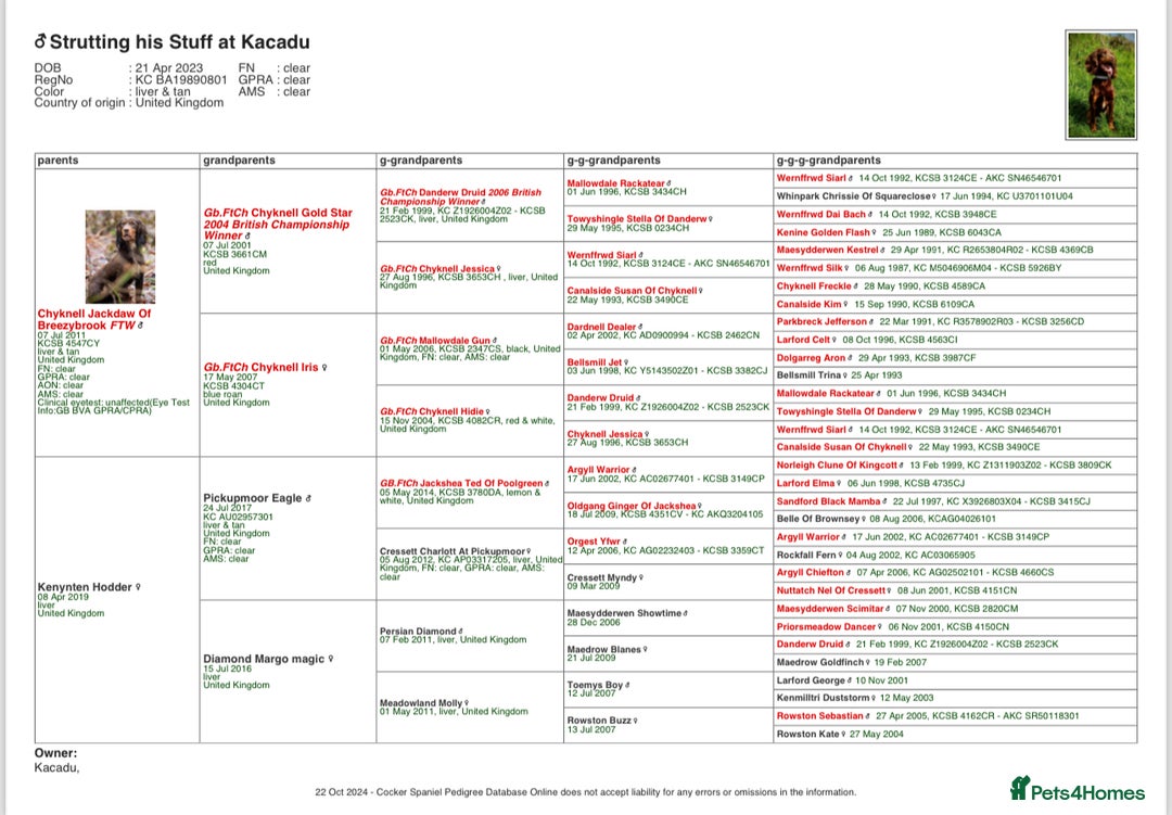 Cocker Spaniel dogs for stud: Kc registered proven stud  in Bristol - Advert 12