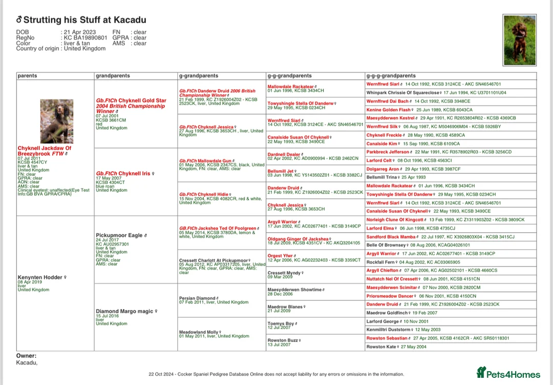 Cocker Spaniel dogs for stud: Kc registered proven stud  in Bristol - Advert 12