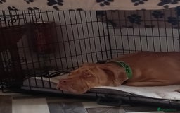Mixed Breed dogs for sale: 7 months old male douge de Bordeaux x  - Image 5