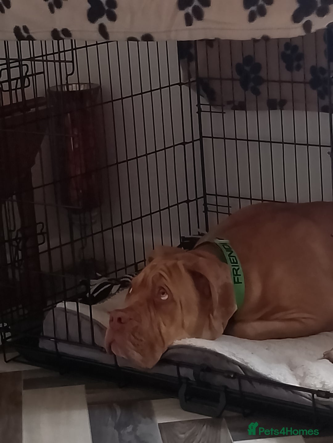 Mixed Breed dogs for sale: 7 months old male douge de Bordeaux x  - Image 5