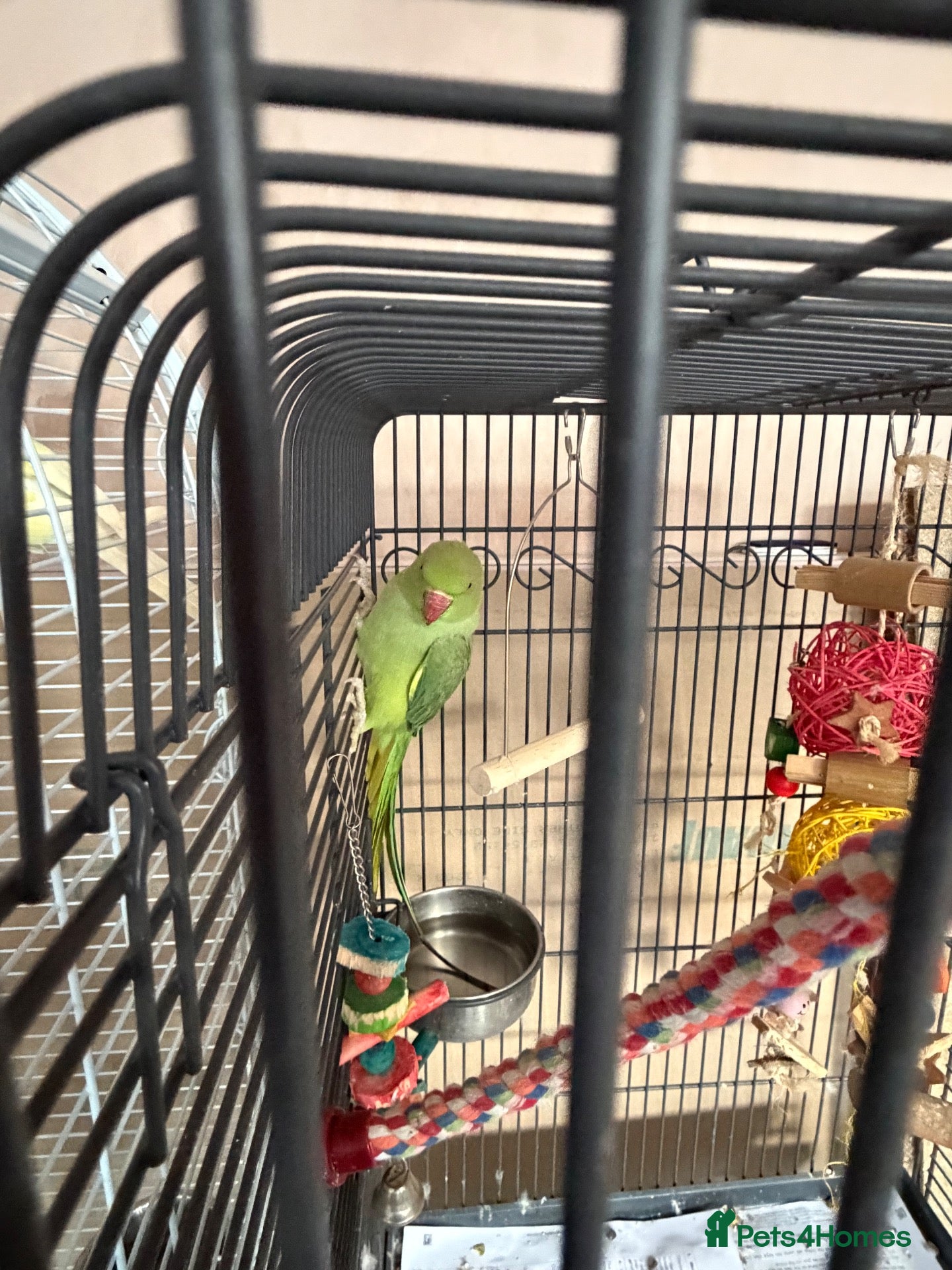 Ringnecks birds 2 ring neck parrots for sale  - Advert 1