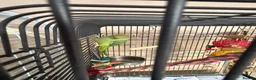 Ringnecks birds for sale: 2 ring neck parrots for sale  in Keighley - Advert 1