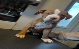 American Bulldog dogs for sale: Male American bulldog for sale  - Advert 5