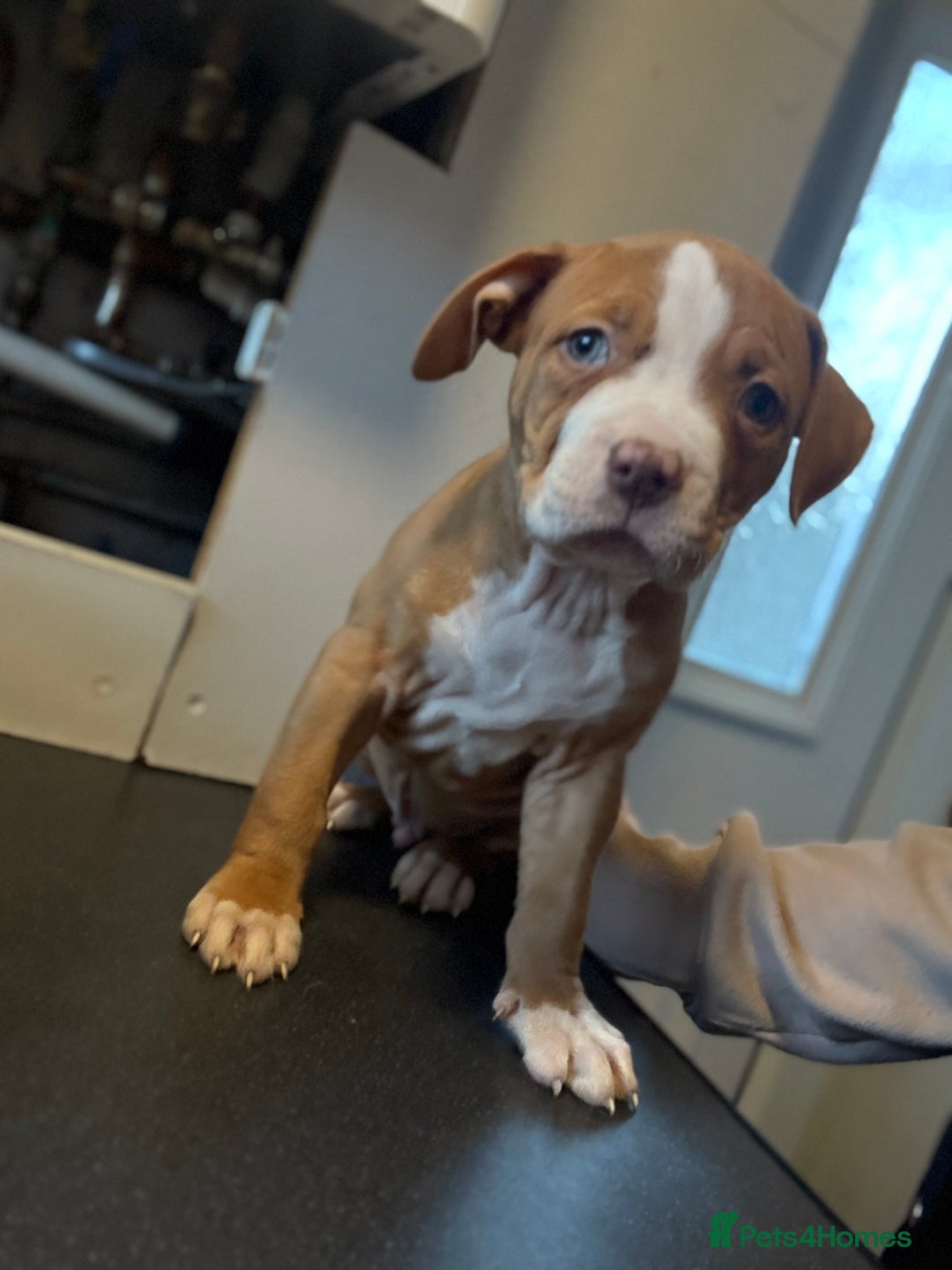 American Bulldog dogs for sale: Male American bulldog for sale  - Advert 5