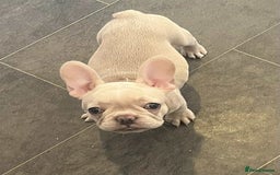 French Bulldog dogs for sale: Beautiful non kc female  - Image 31