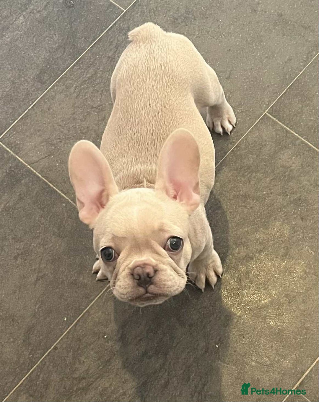 French Bulldog dogs for sale: Beautiful non kc female  - Image 31