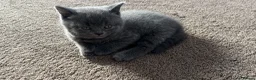 British Shorthair cats for sale: 🐾Beautiful British Shorthair Kittens🐾 - Advert 17
