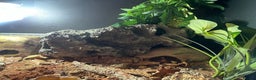 Leopard Gecko reptiles for sale: 2 Female Leopard Geckos (4 years old) – Full Setup - Advert 6