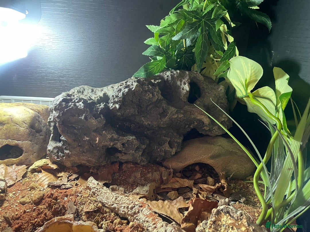 Leopard Gecko reptiles for sale: 2 Female Leopard Geckos (4 years old) – Full Setup - Advert 6