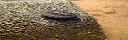Turtle reptiles for sale: two turtles for sale , get everything in pictures in Ulceby - Advert 4