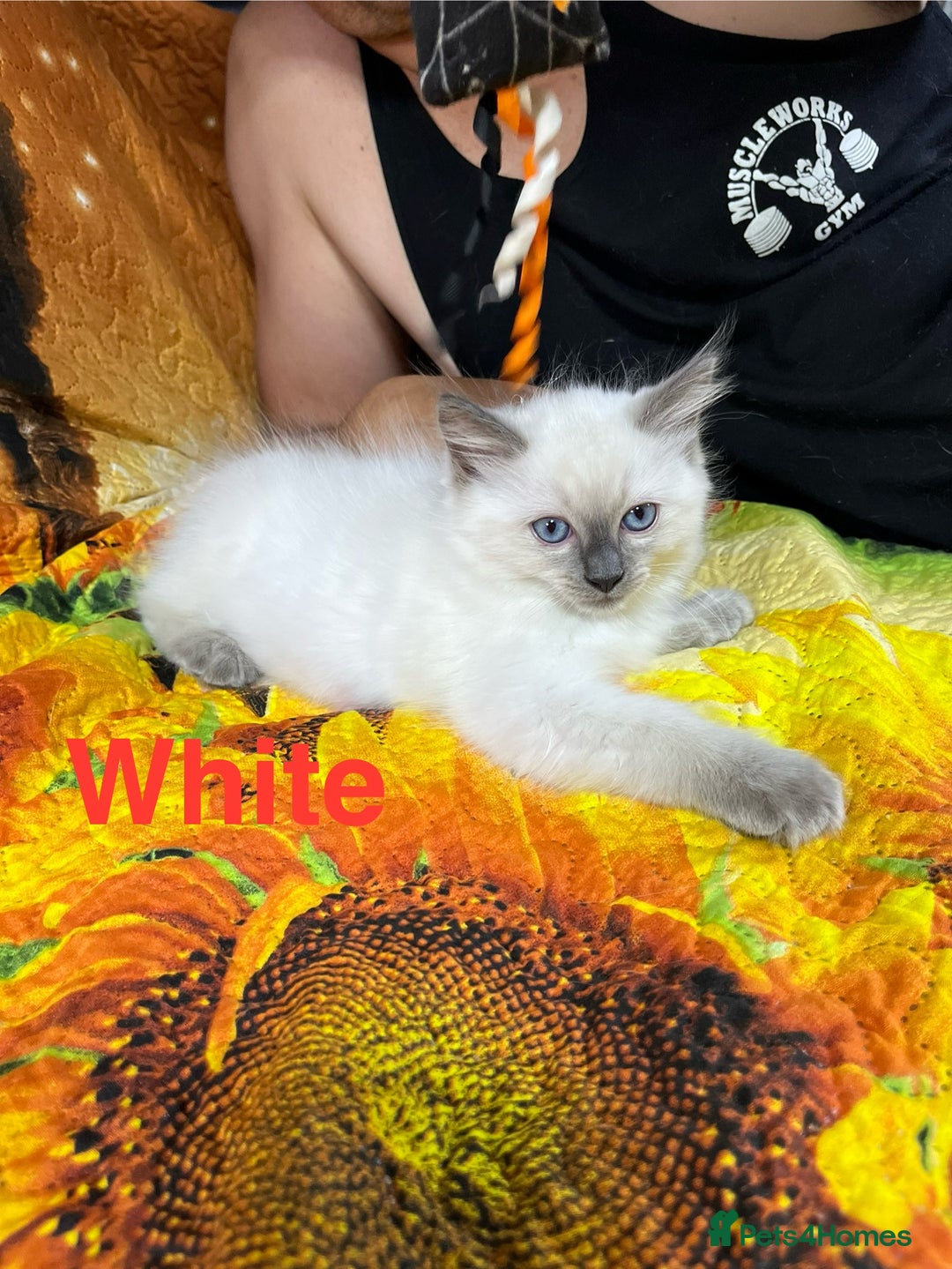 Ragdoll cats for sale: 🐈❤️5 Pure Ragdolls Waiting for Loving Family❗️❤️ - Image 31