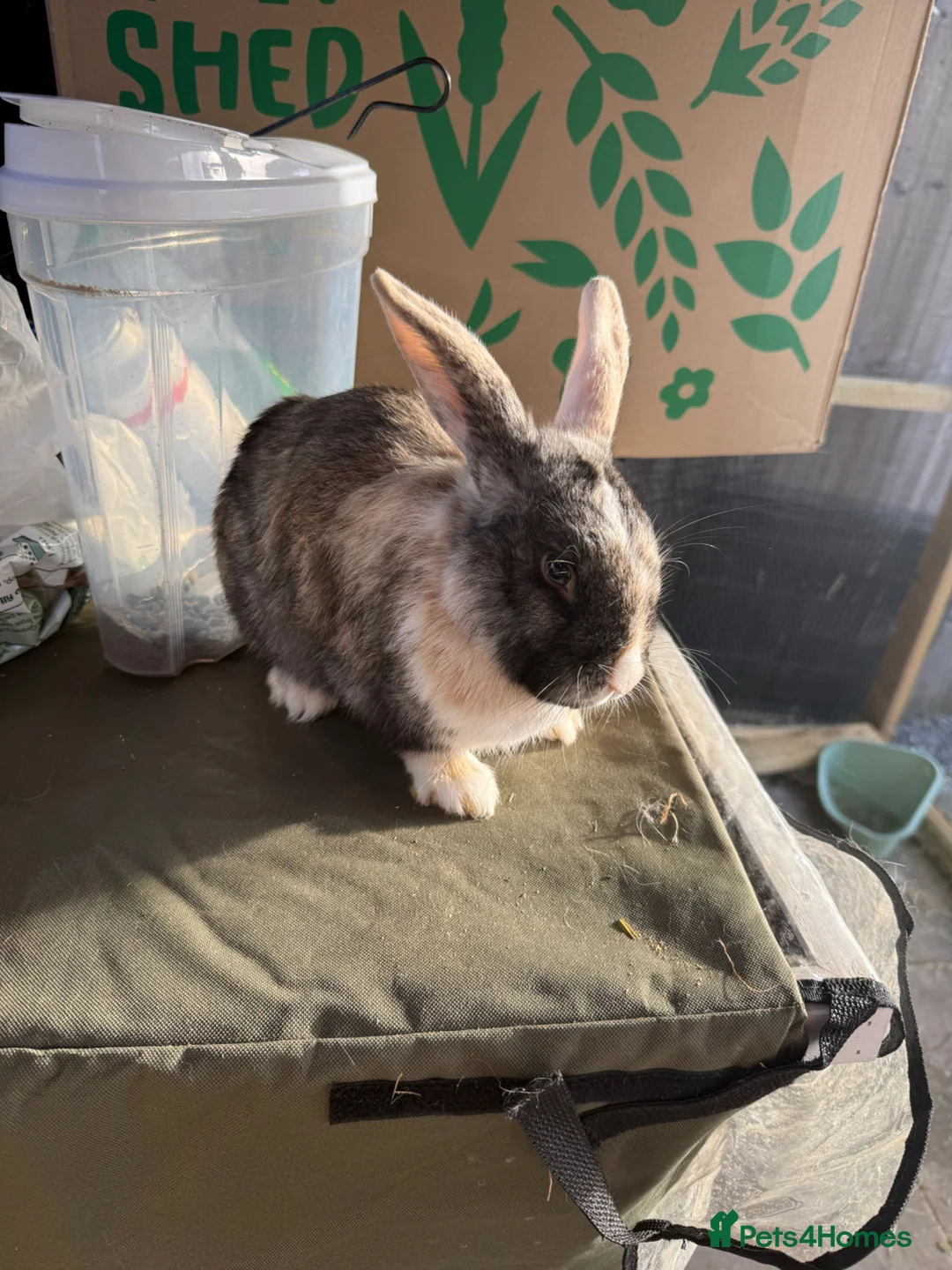 English Lop rabbits for sale: 1 Year old female in Skelmersdale - Advert 1