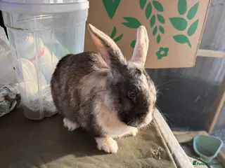 English Lop rabbits 1 Year old female - Advert 1