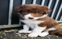 Border Collie dogs for sale: Stunning Fluffy Border Collies Puppies for Sale - Image 12