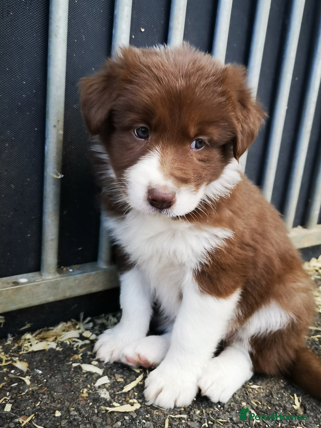 Border Collie dogs for sale: Stunning Fluffy Border Collies Puppies for Sale - Image 12