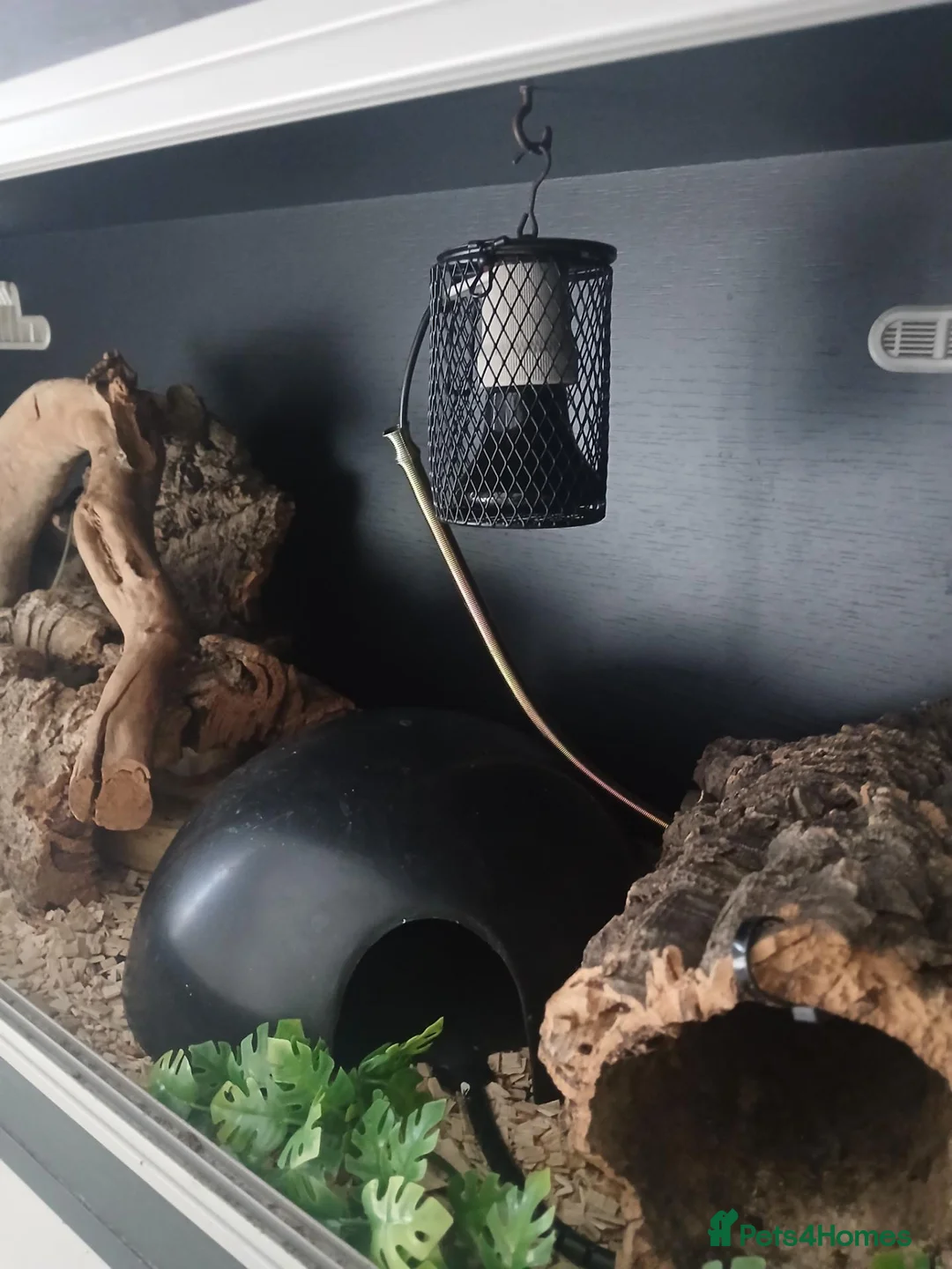 Python Snake reptiles for sale: Banana Morph Royal Python and vivarium - Advert 2