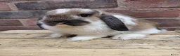 Dwarf Lop rabbits for sale: Dwarf lop youngsters - Advert 7