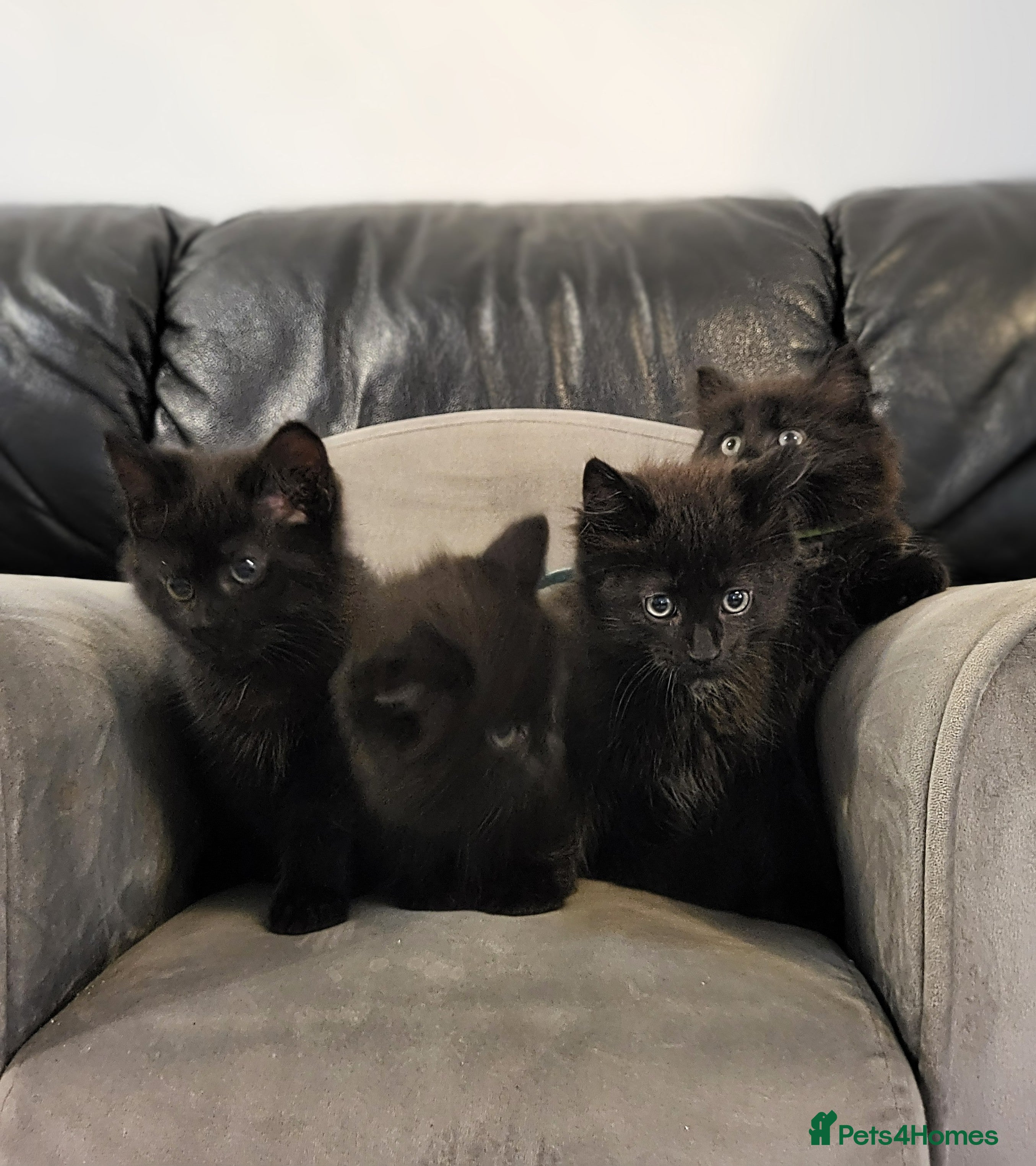 Maine Coon cats Maine Coon x kittens available now! - Advert 2