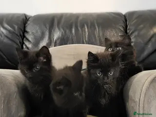 Maine Coon cats Maine Coon x kittens available now! - Advert 2
