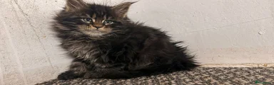 Maine Coon Kitten 2