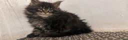 Maine Coon cats for sale: Beautiful tica registered kittens for sale - Advert 6