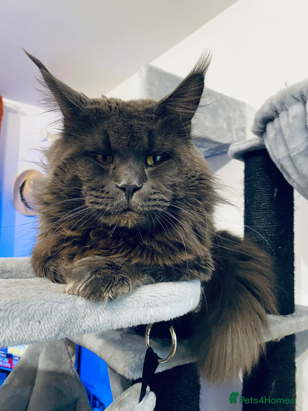 Maine Coon cats for stud: SOLID*BLUE*MAINE*COON*Russian*🇷🇺*Line*for STUD. in London - Advert 10