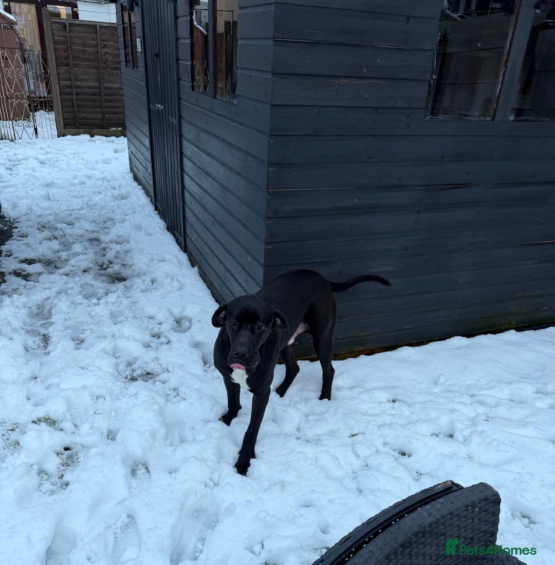 Mixed Breed dogs for sale: 9 month old Great Dane x cane corso  - Advert 2
