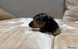 Dachshund dogs for sale: Miniature dachshund - Image 17
