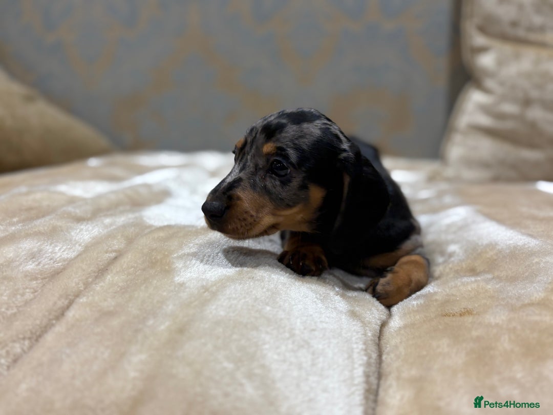 Dachshund dogs for sale: Miniature dachshund - Image 17