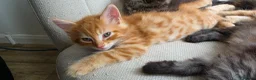 Mixed Breed cats for sale: Maine coon kittens available in Peterborough - Advert 8
